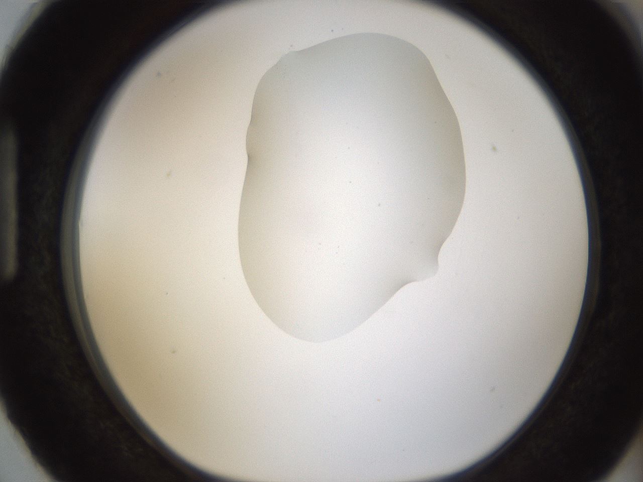 folderID238_plateID1238_batchID3807_wellNum87_profileID1_d1_r72120_ef.jpg