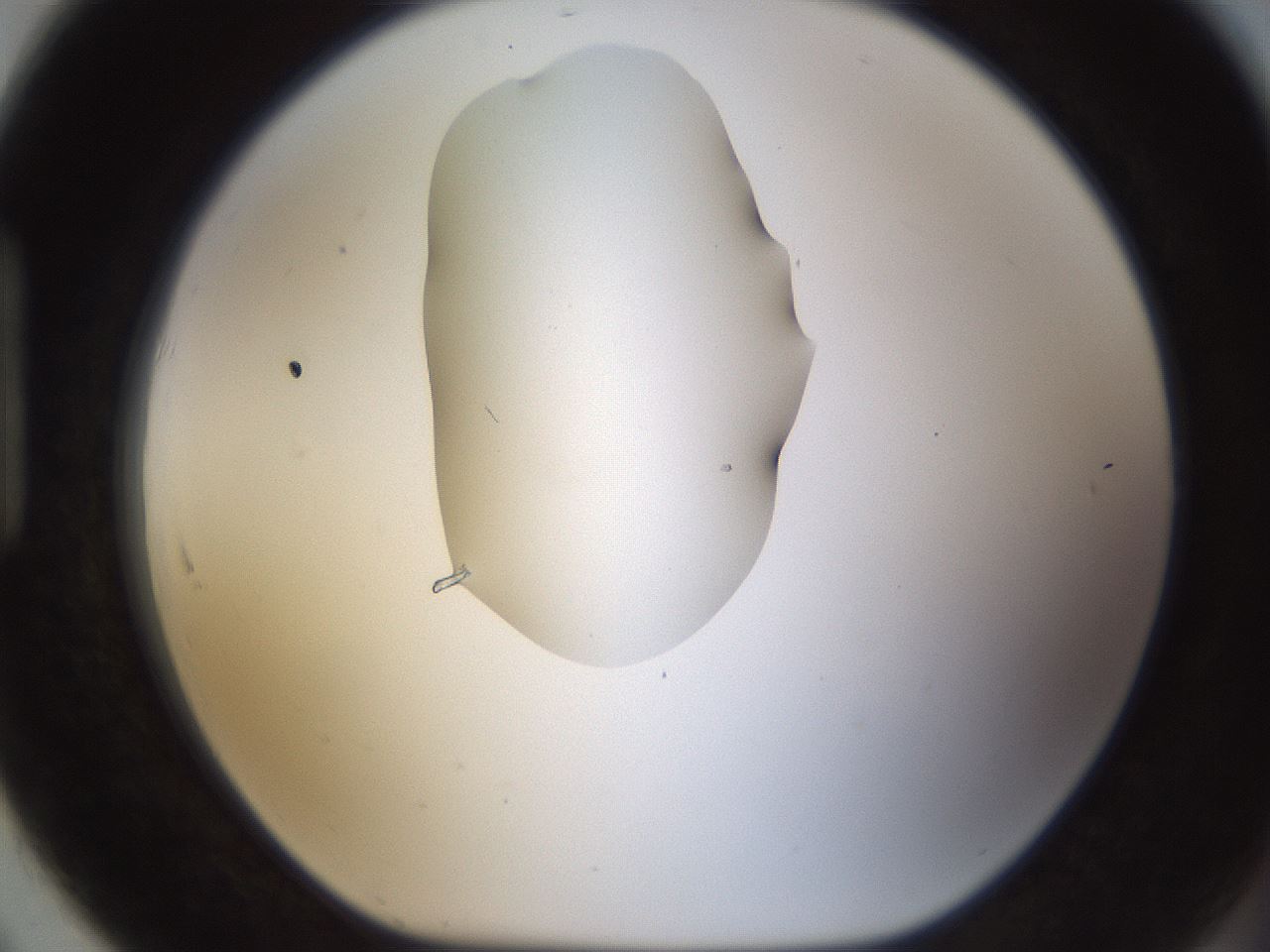 folderID238_plateID1238_batchID3807_wellNum91_profileID1_d1_r72124_ef.jpg