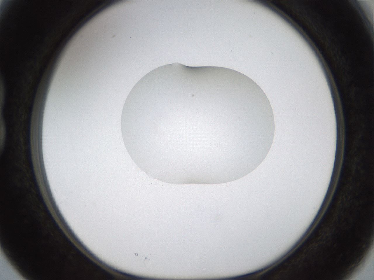 folderID239_plateID1239_batchID3802_wellNum15_profileID1_d1_r71952_ef.jpg