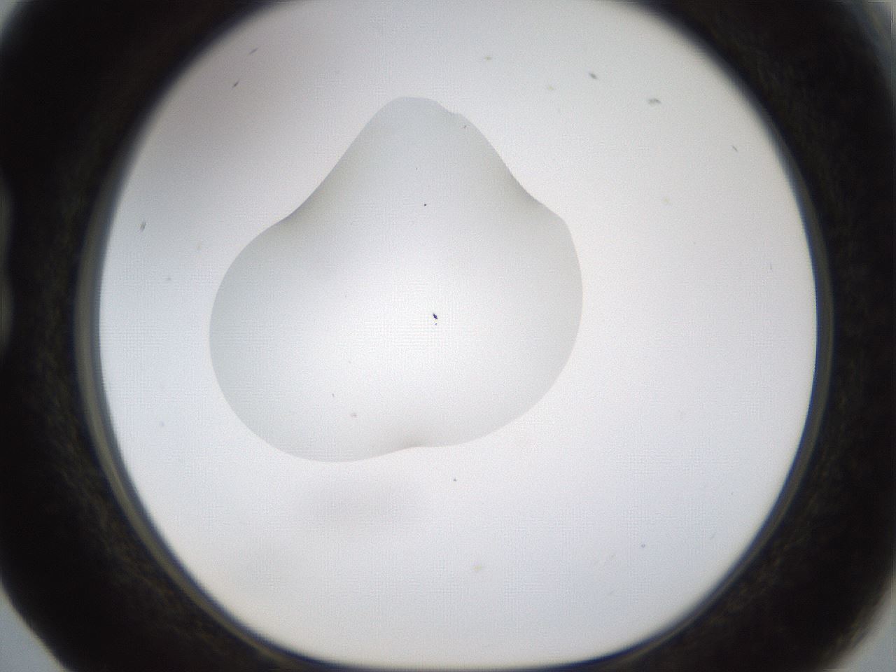 folderID239_plateID1239_batchID3802_wellNum17_profileID1_d1_r71954_ef.jpg