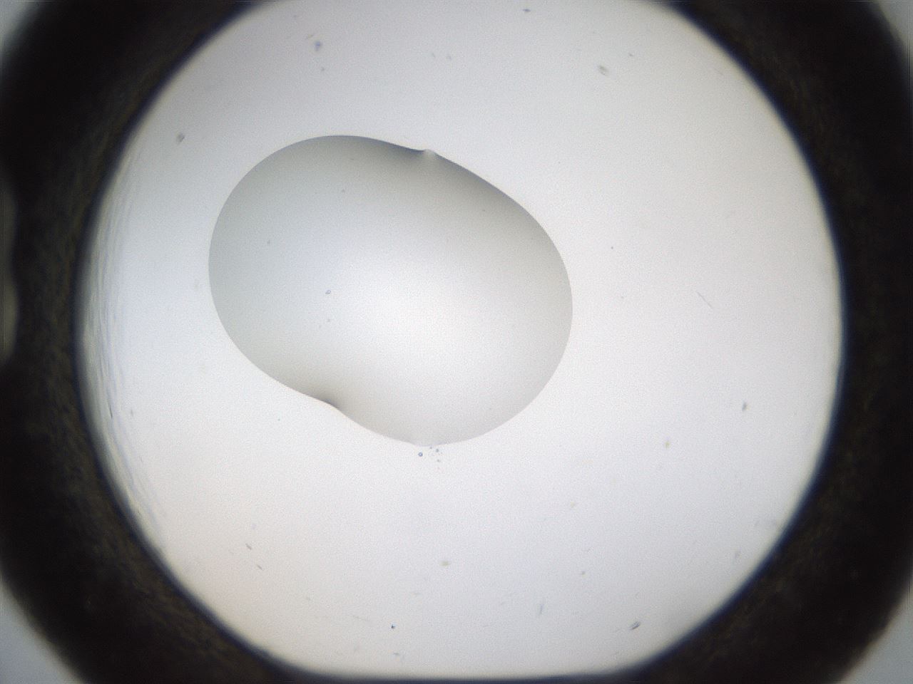folderID239_plateID1239_batchID3802_wellNum18_profileID1_d1_r71955_ef.jpg