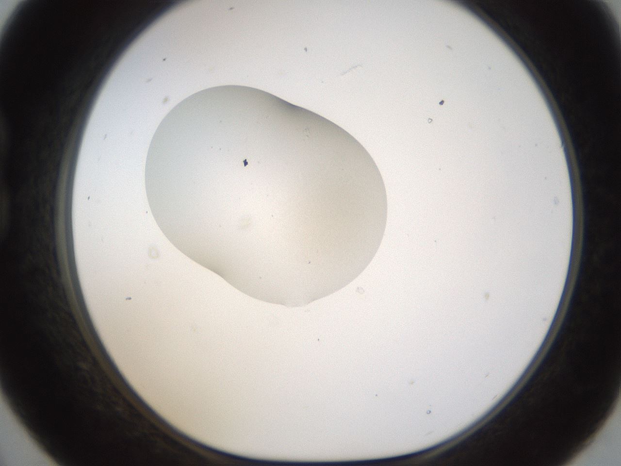 folderID239_plateID1239_batchID3802_wellNum21_profileID1_d1_r71958_ef.jpg