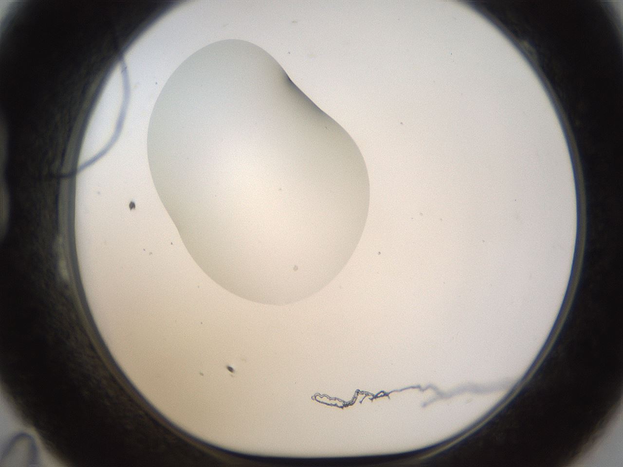folderID239_plateID1239_batchID3802_wellNum23_profileID1_d1_r71960_ef.jpg