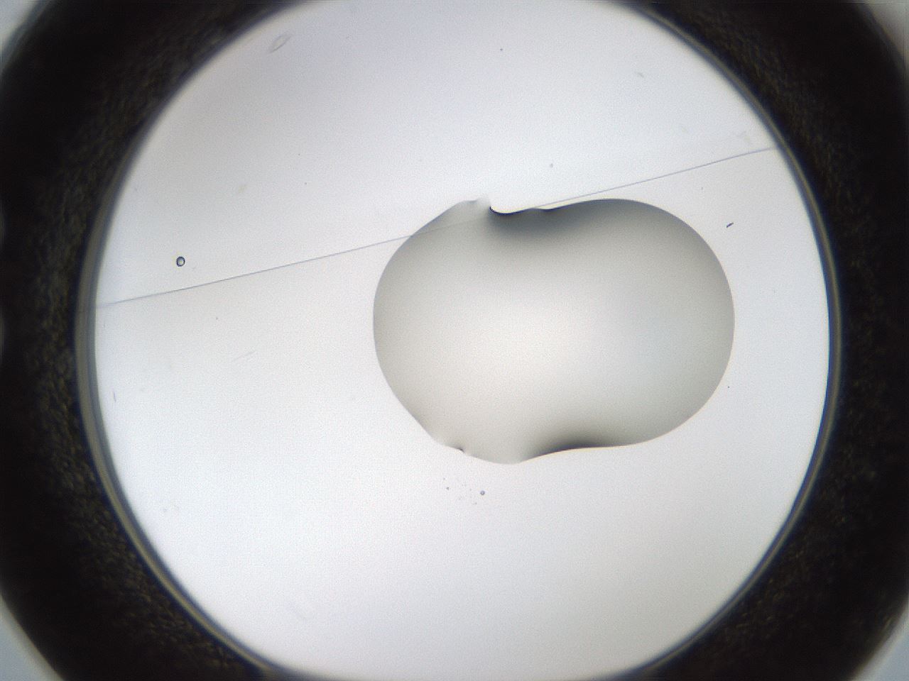 folderID239_plateID1239_batchID3802_wellNum25_profileID1_d1_r71962_ef.jpg