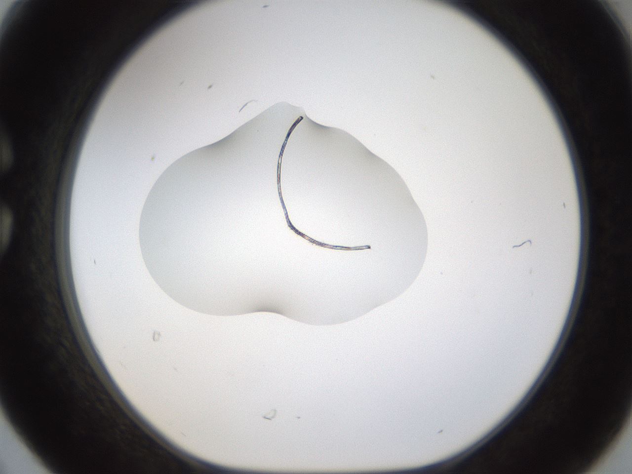 folderID239_plateID1239_batchID3802_wellNum30_profileID1_d1_r71967_ef.jpg