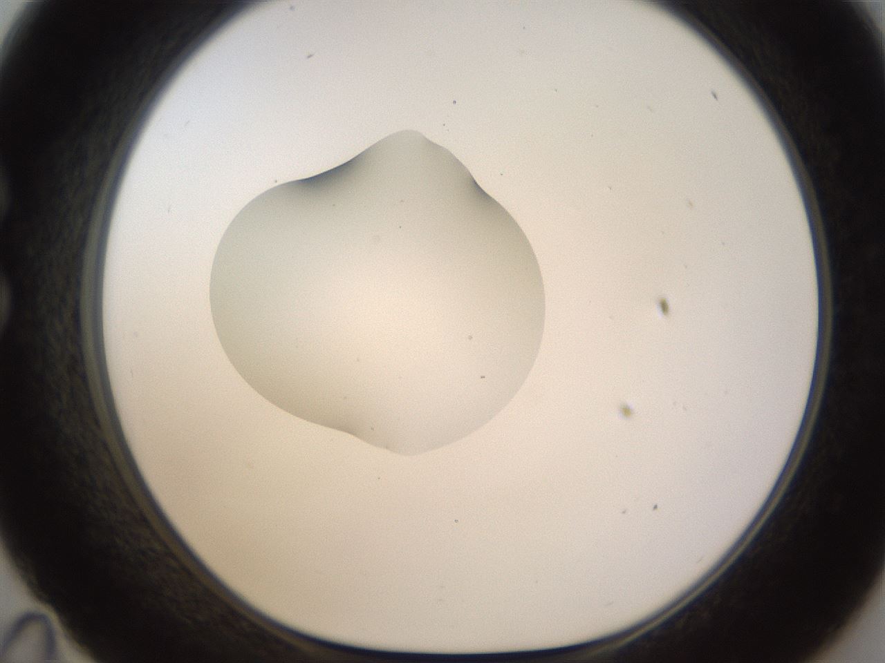 folderID239_plateID1239_batchID3802_wellNum35_profileID1_d1_r71972_ef.jpg