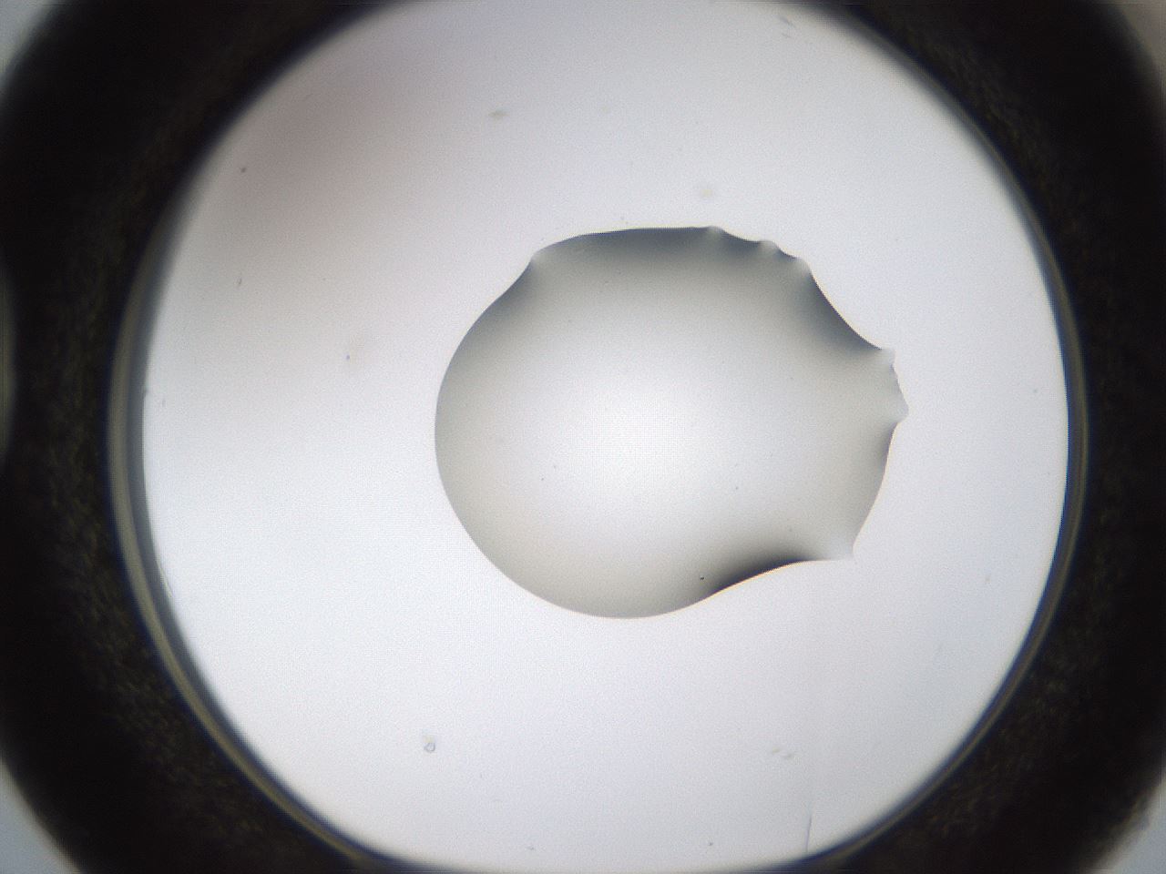 folderID239_plateID1239_batchID3802_wellNum38_profileID1_d1_r71975_ef.jpg