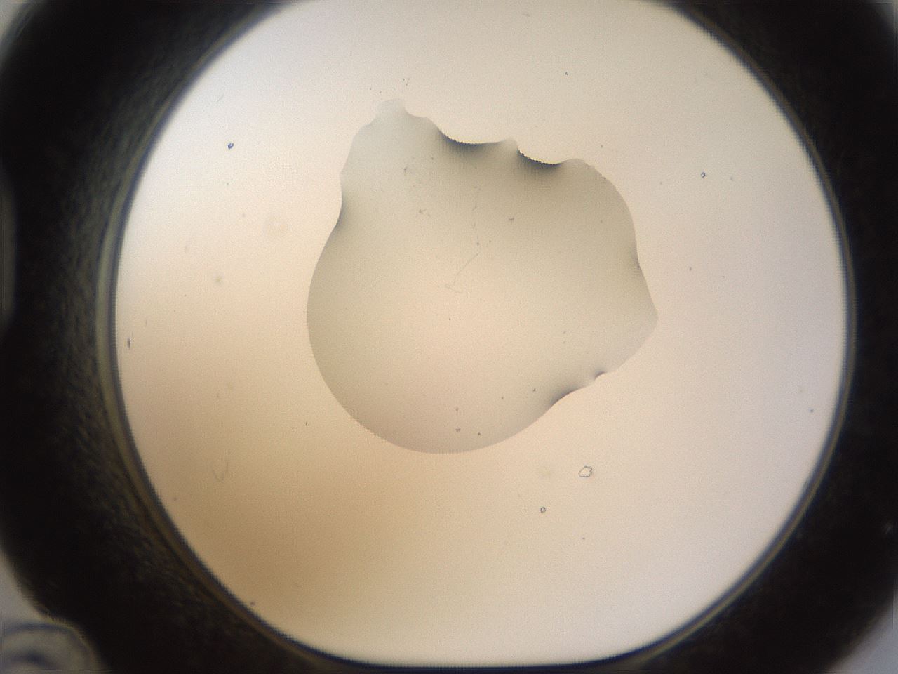 folderID239_plateID1239_batchID3802_wellNum48_profileID1_d1_r71985_ef.jpg