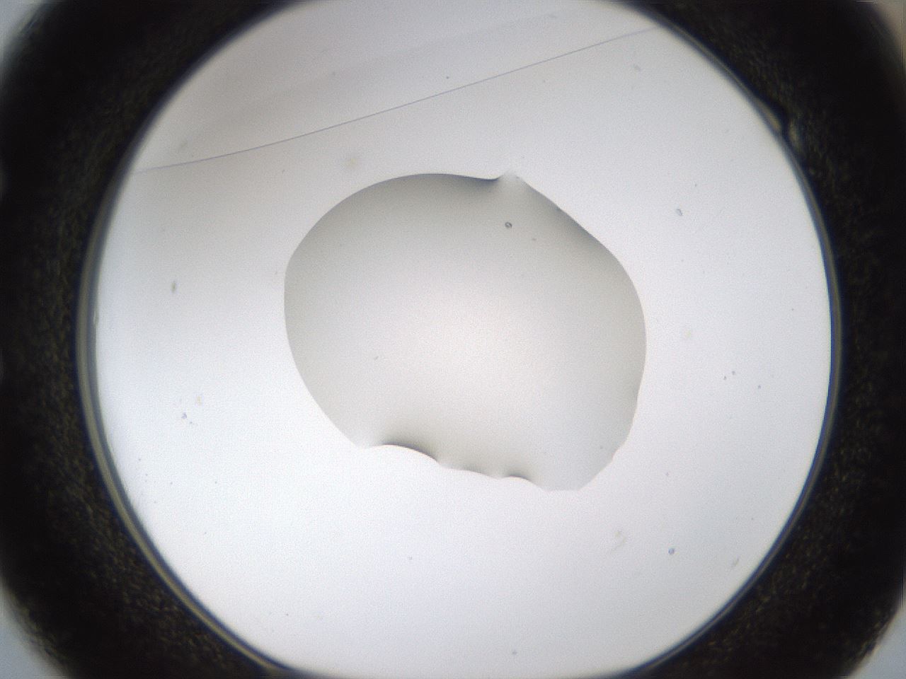 folderID239_plateID1239_batchID3802_wellNum49_profileID1_d1_r71986_ef.jpg
