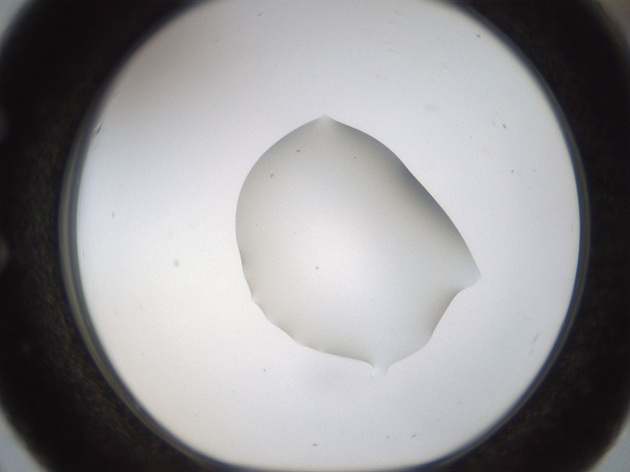 folderID239_plateID1239_batchID3802_wellNum51_profileID1_d1_r71988_ef.jpg
