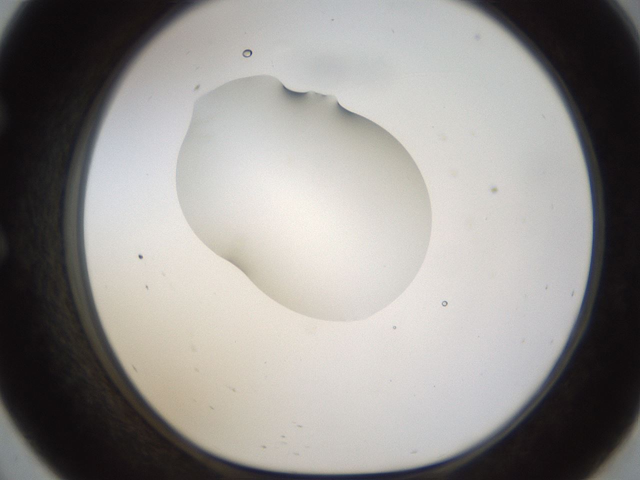 folderID239_plateID1239_batchID3802_wellNum57_profileID1_d1_r71994_ef.jpg