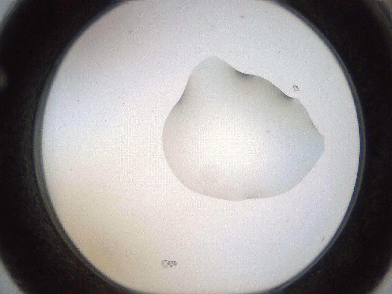 folderID239_plateID1239_batchID3802_wellNum62_profileID1_d1_r71999_ef.jpg
