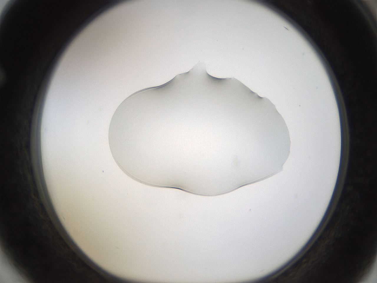 folderID239_plateID1239_batchID3802_wellNum64_profileID1_d1_r72001_ef.jpg