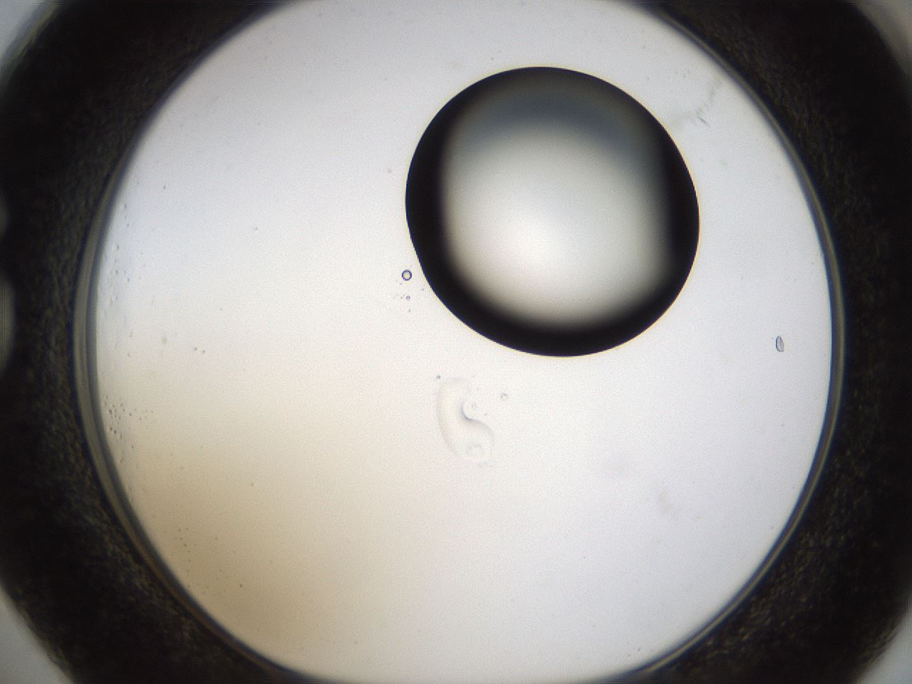 folderID239_plateID1239_batchID3802_wellNum73_profileID1_d1_r72010_ef.jpg