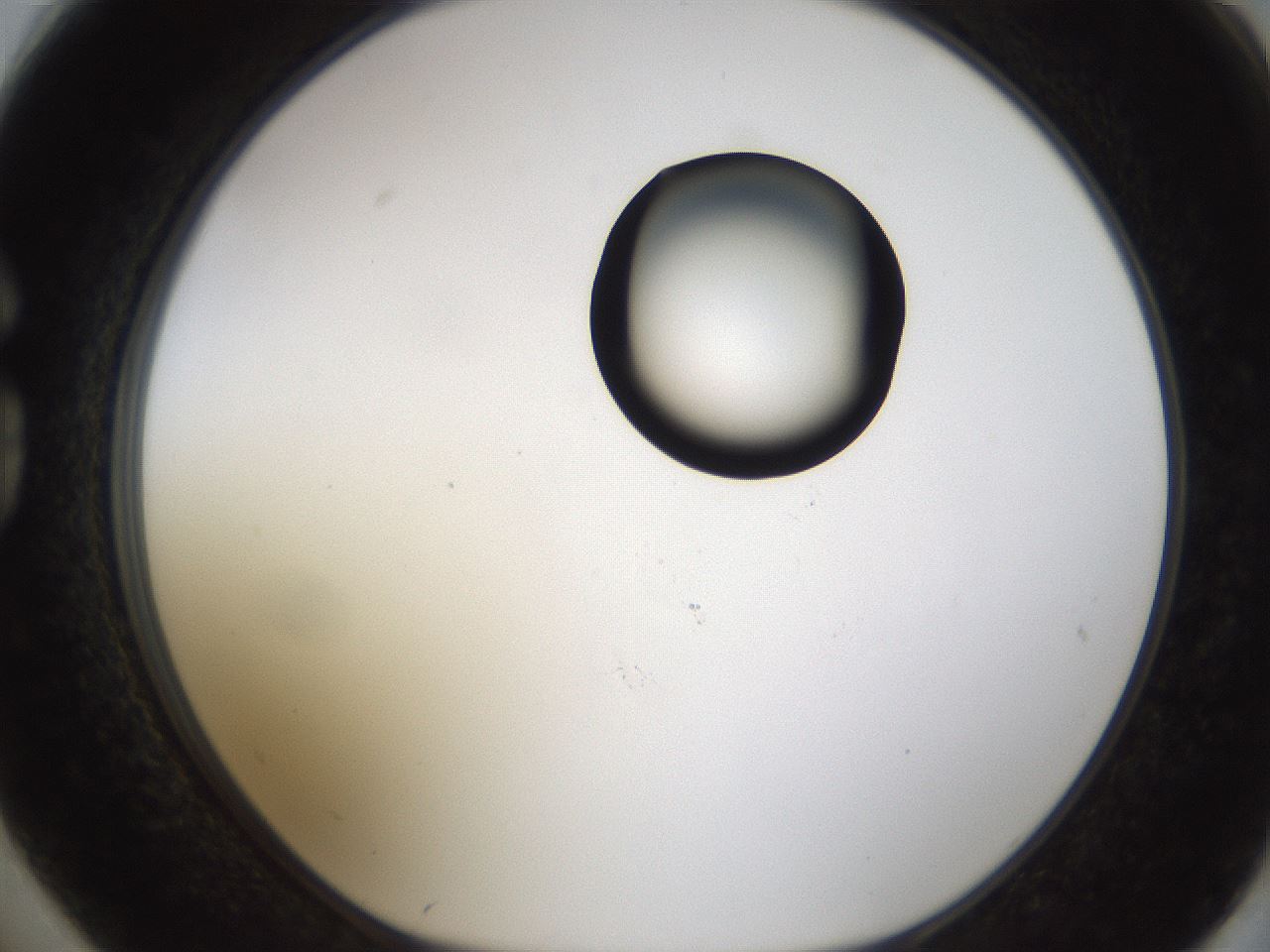 folderID239_plateID1239_batchID3802_wellNum74_profileID1_d1_r72011_ef.jpg