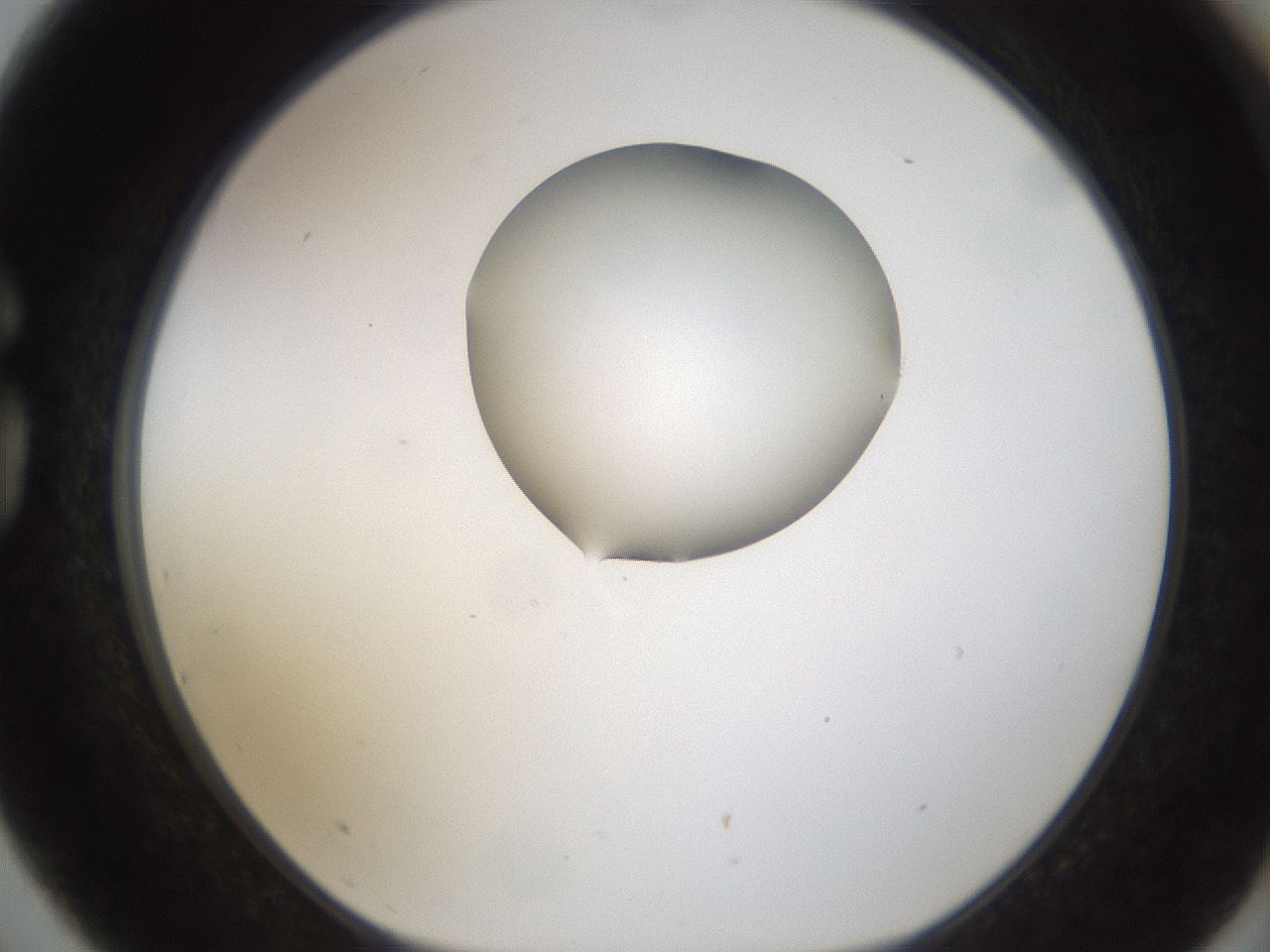 folderID239_plateID1239_batchID3802_wellNum75_profileID1_d1_r72012_ef.jpg