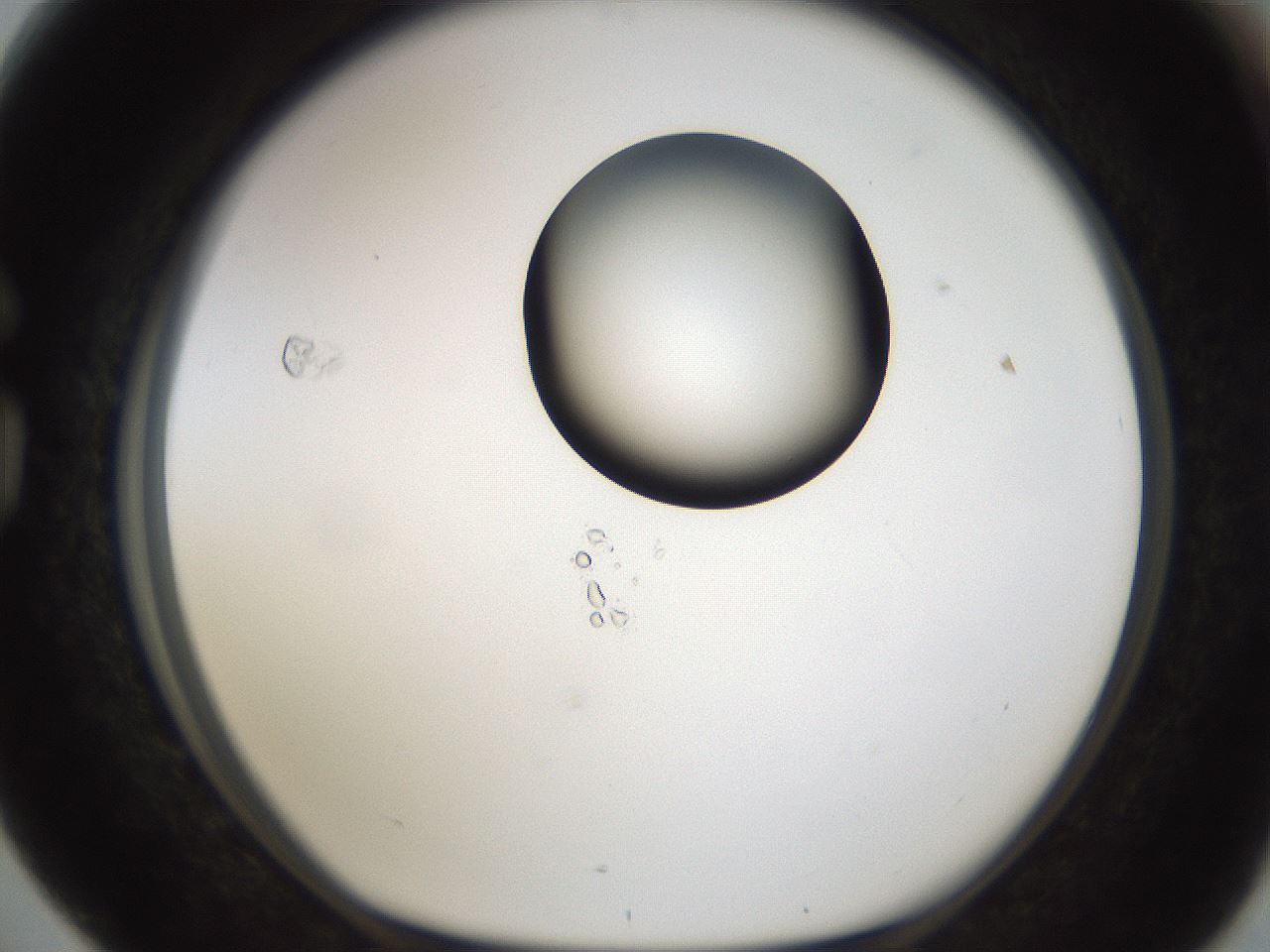 folderID239_plateID1239_batchID3802_wellNum76_profileID1_d1_r72013_ef.jpg