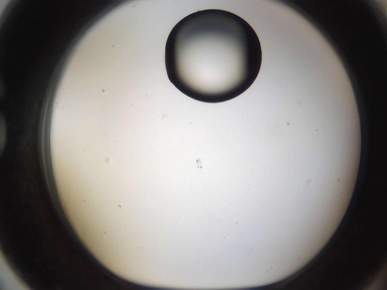folderID239_plateID1239_batchID3802_wellNum79_profileID1_d1_r72016_ef.jpg