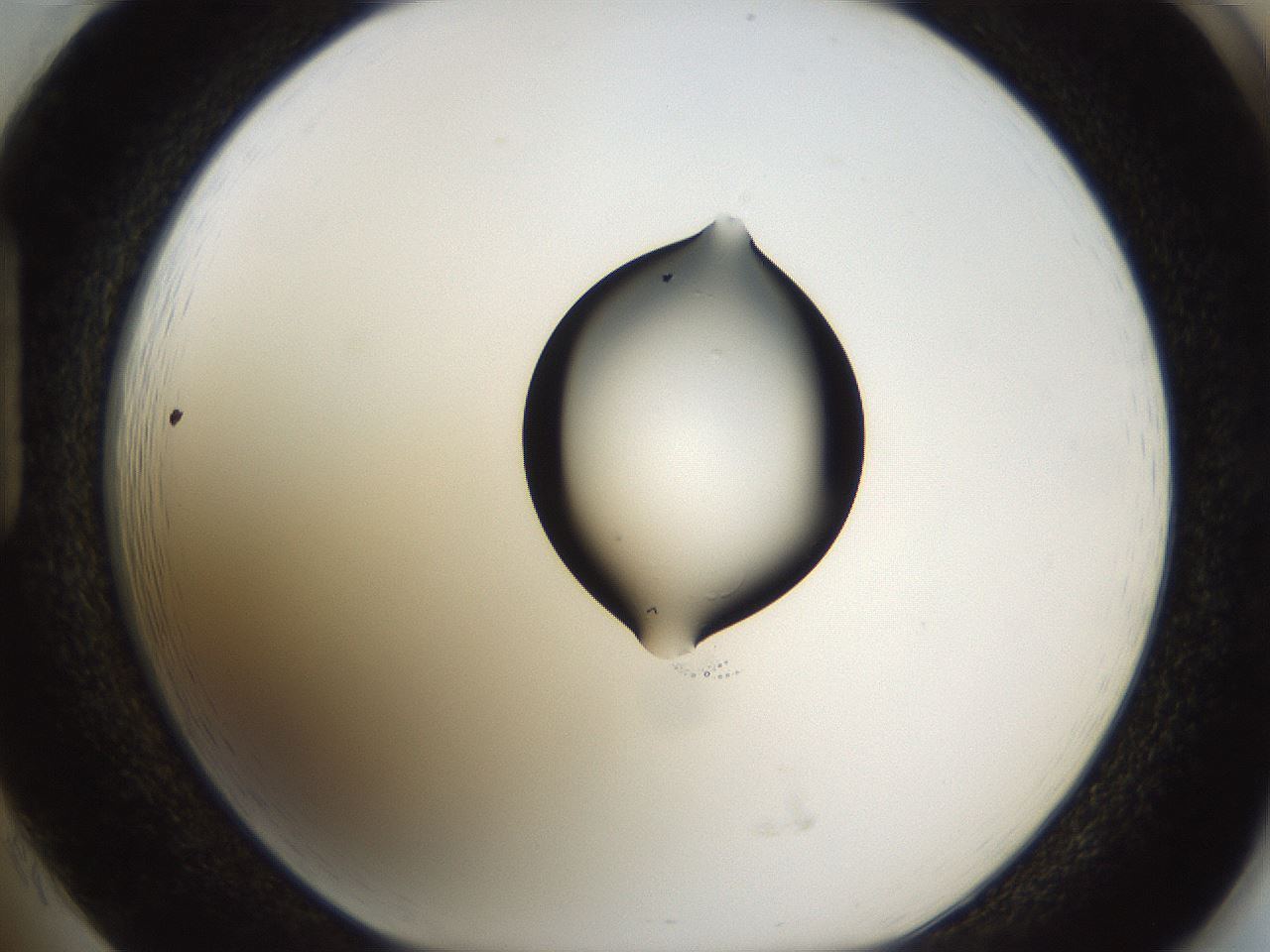 folderID239_plateID1239_batchID3802_wellNum85_profileID1_d1_r72022_ef.jpg