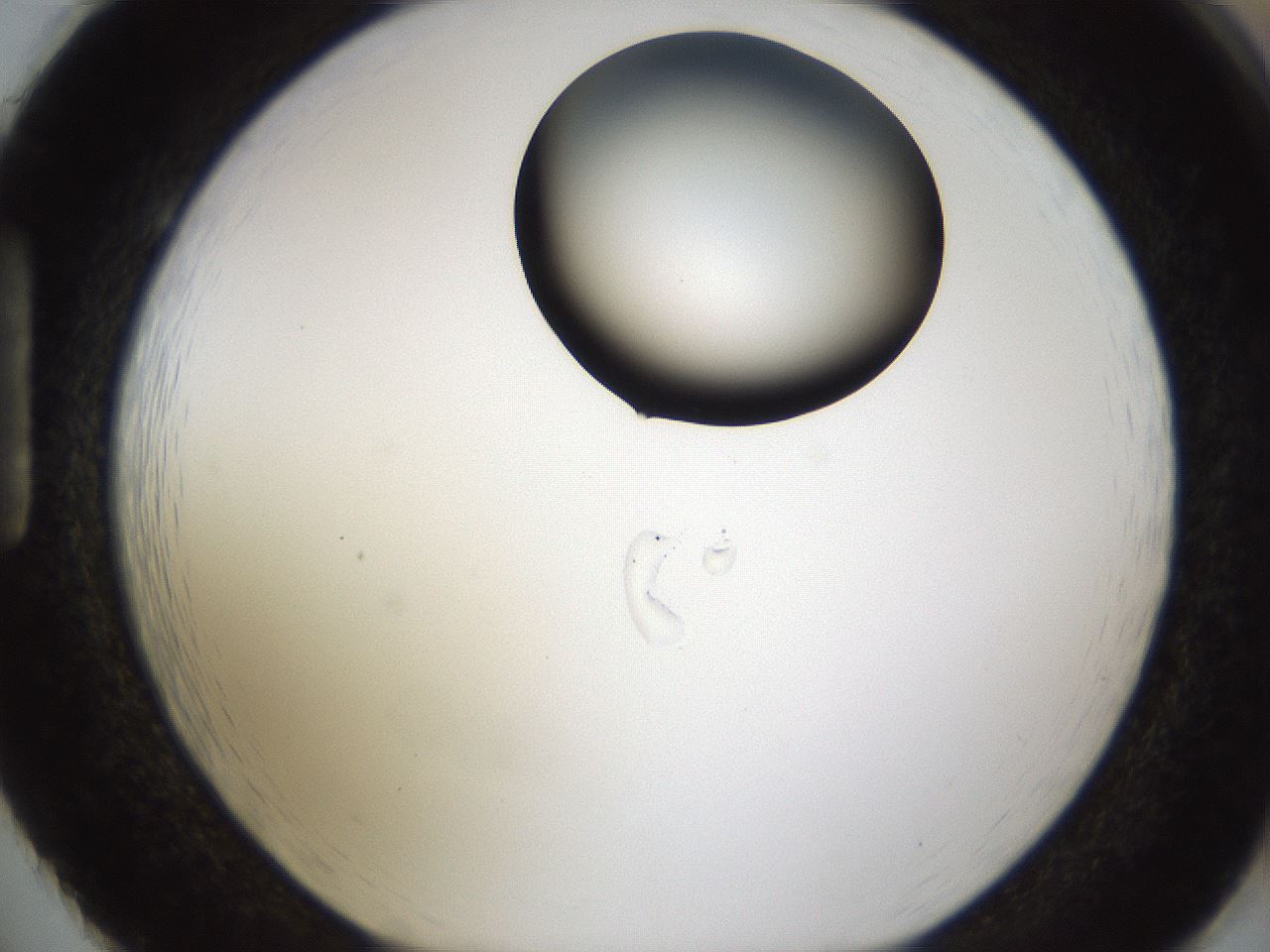 folderID239_plateID1239_batchID3802_wellNum86_profileID1_d1_r72023_ef.jpg