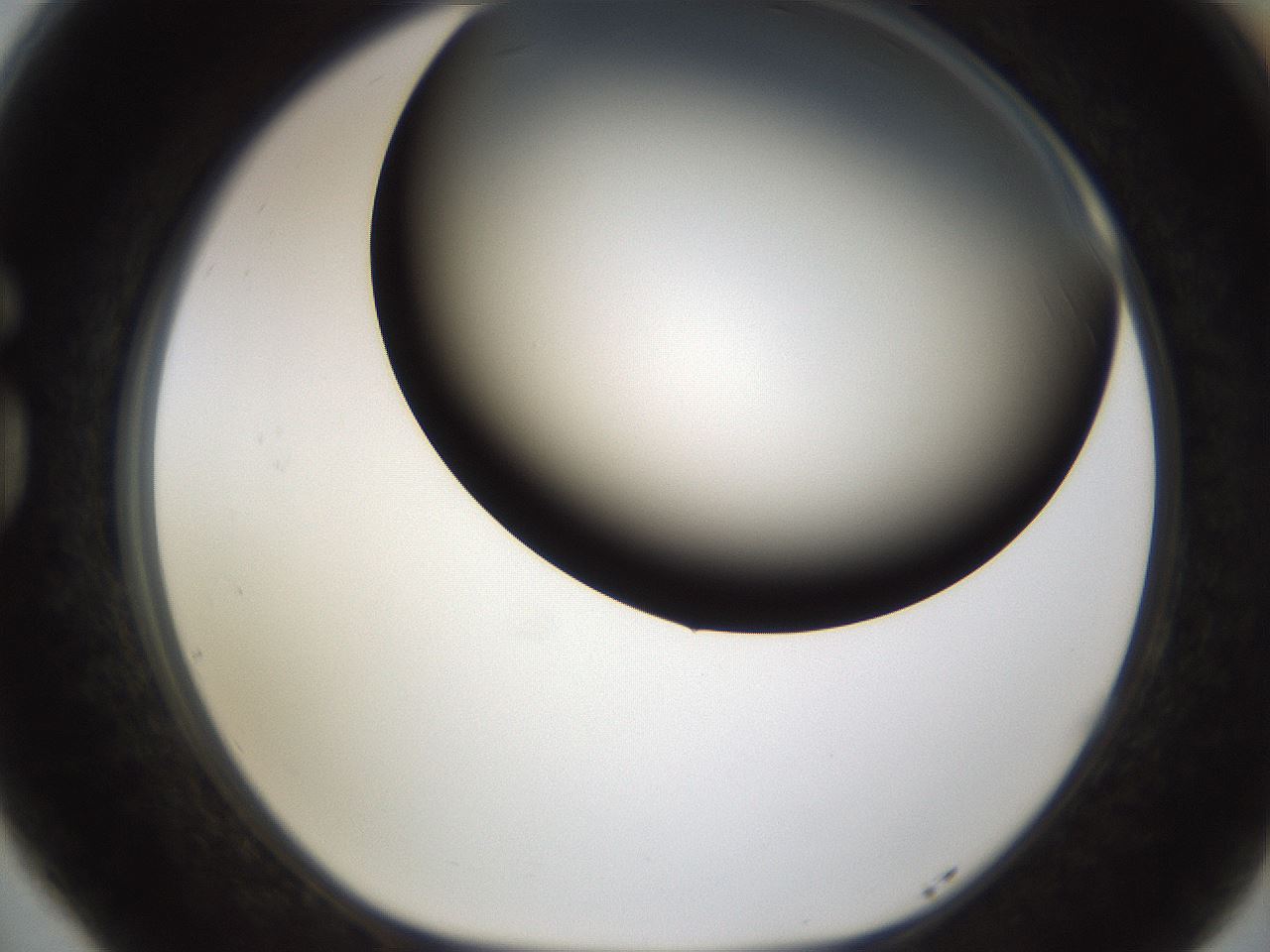 folderID241_plateID1241_batchID3808_wellNum77_profileID1_d1_r72302_ef.jpg
