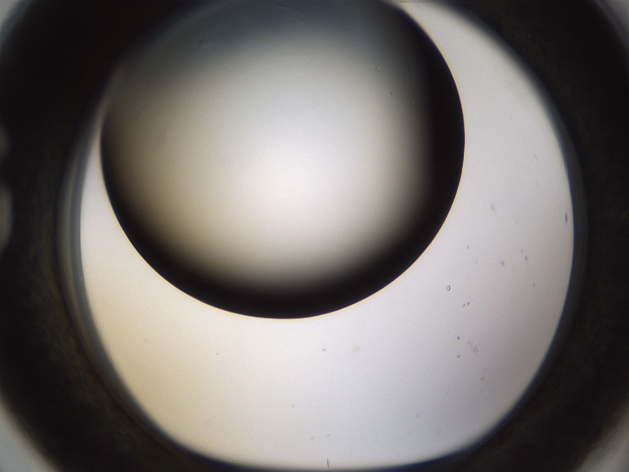 folderID241_plateID1241_batchID3808_wellNum80_profileID1_d1_r72305_ef.jpg