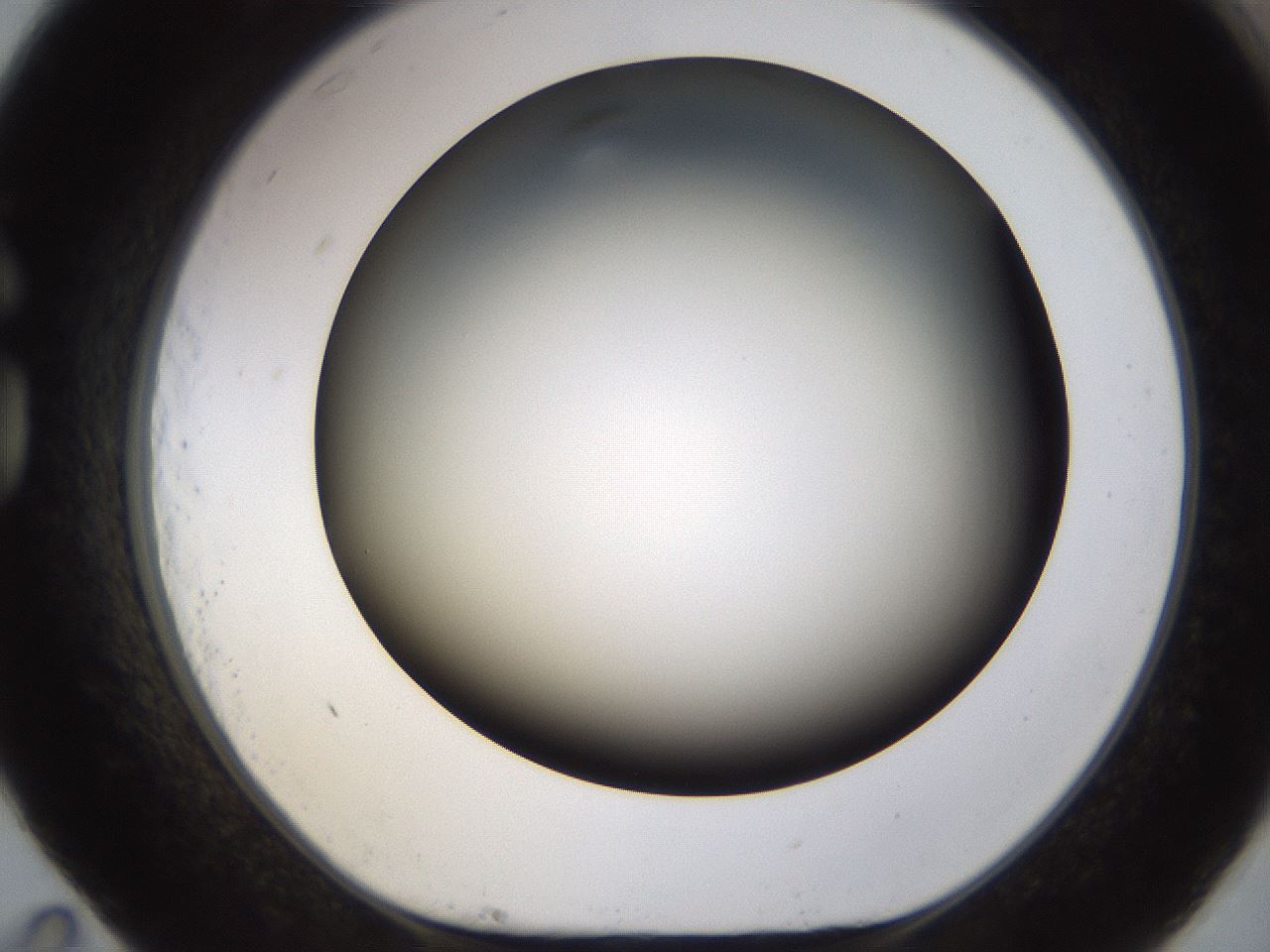 folderID241_plateID1241_batchID3808_wellNum83_profileID1_d1_r72308_ef.jpg