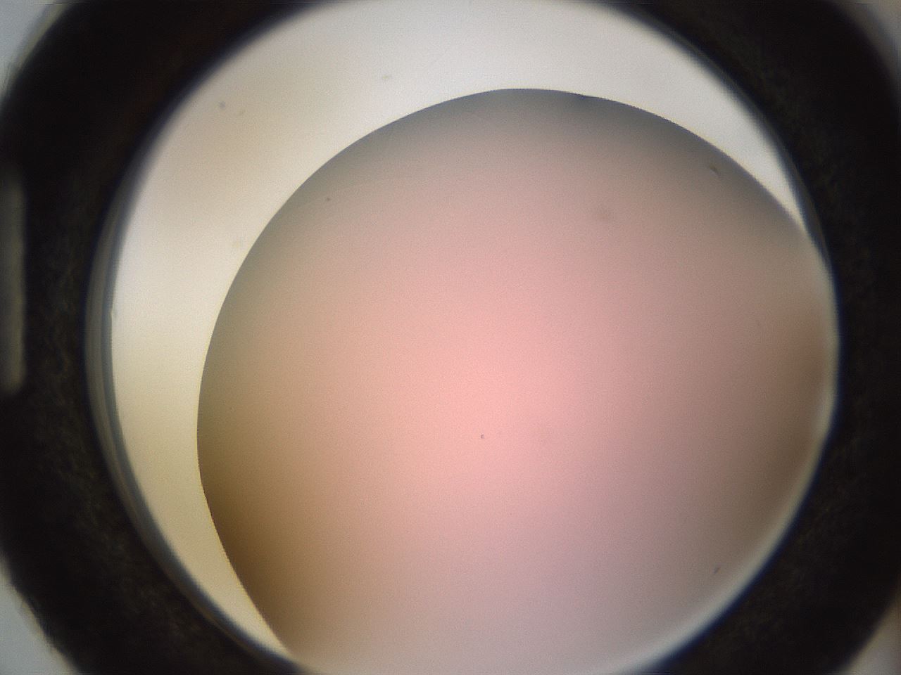 folderID241_plateID1241_batchID3808_wellNum87_profileID1_d1_r72312_ef.jpg