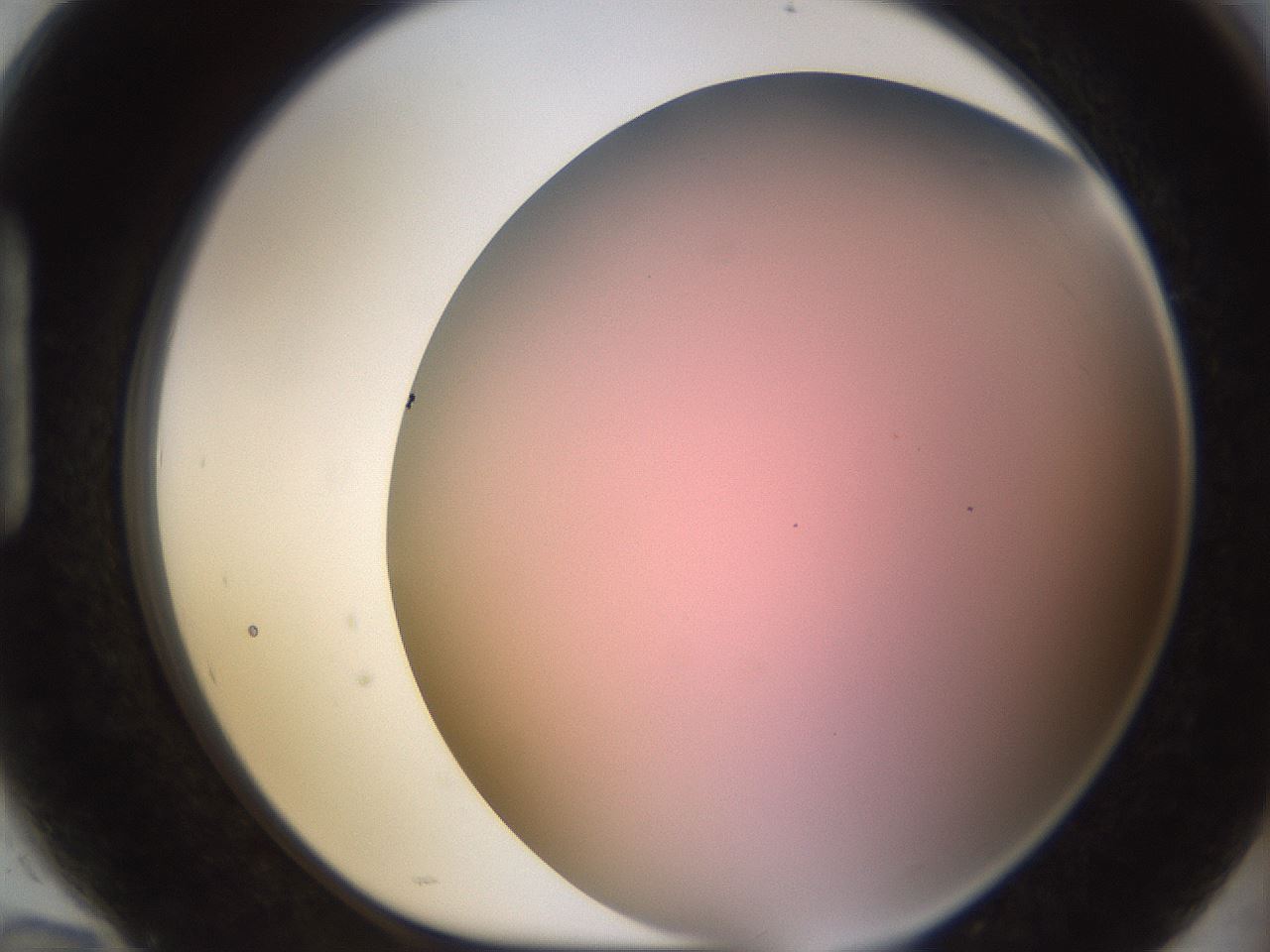 folderID241_plateID1241_batchID3808_wellNum94_profileID1_d1_r72319_ef.jpg
