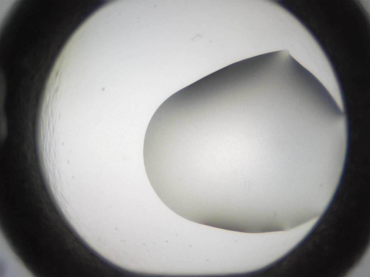 folderID242_plateID2242_batchID10224_wellNum19_profileID1_d1_r154788_ef.jpg