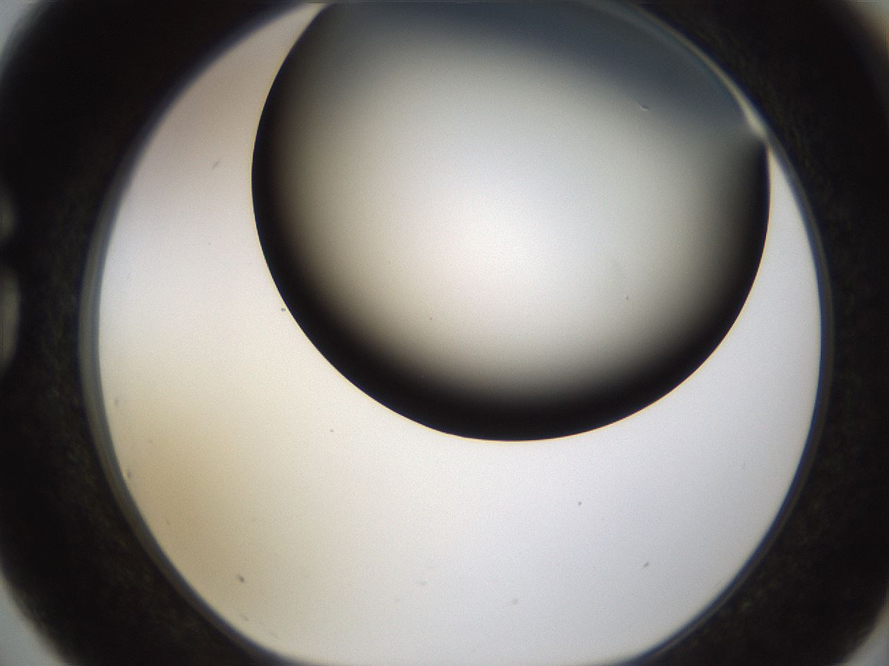 folderID241_plateID1241_batchID3808_wellNum75_profileID1_d1_r72300_ef.jpg