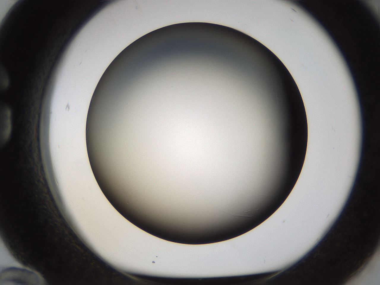 folderID241_plateID1241_batchID3808_wellNum84_profileID1_d1_r72309_ef.jpg