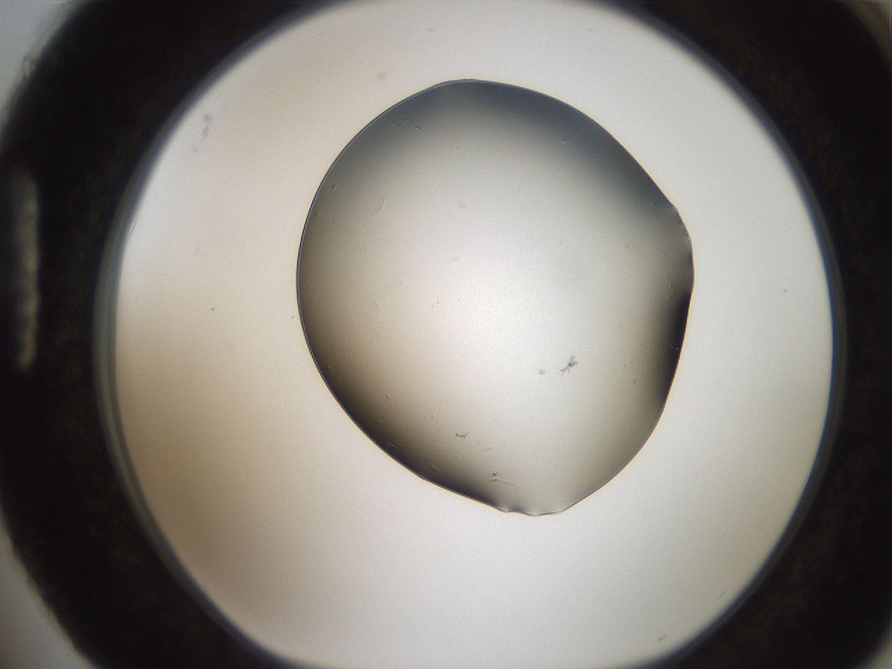 folderID246_plateID2246_batchID10265_wellNum88_profileID1_d1_r155055_ef.jpg