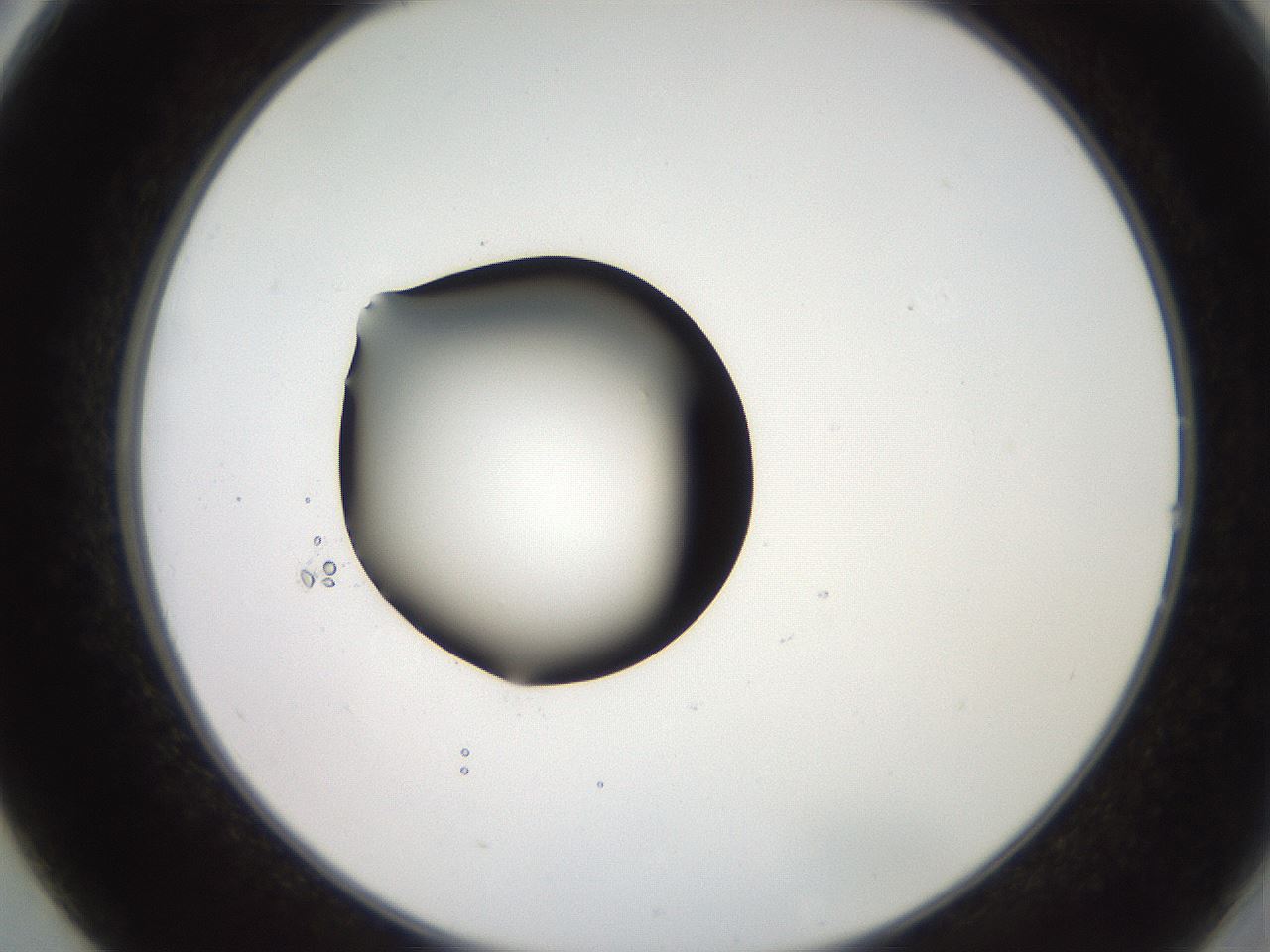 folderID247_plateID2247_batchID10277_wellNum14_profileID1_d2_r155094_ef.jpg