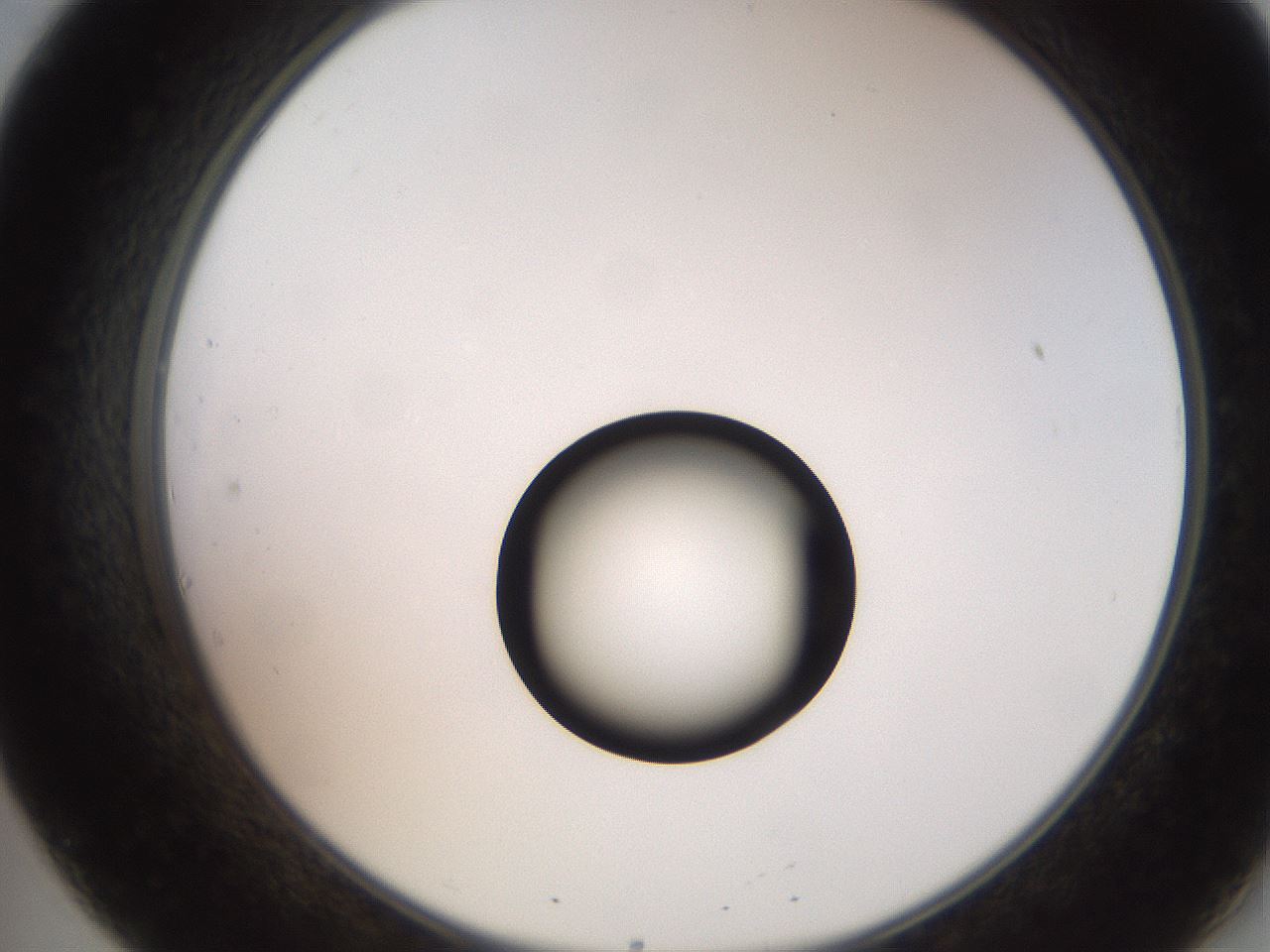 folderID247_plateID2247_batchID10277_wellNum20_profileID1_d2_r155106_ef.jpg