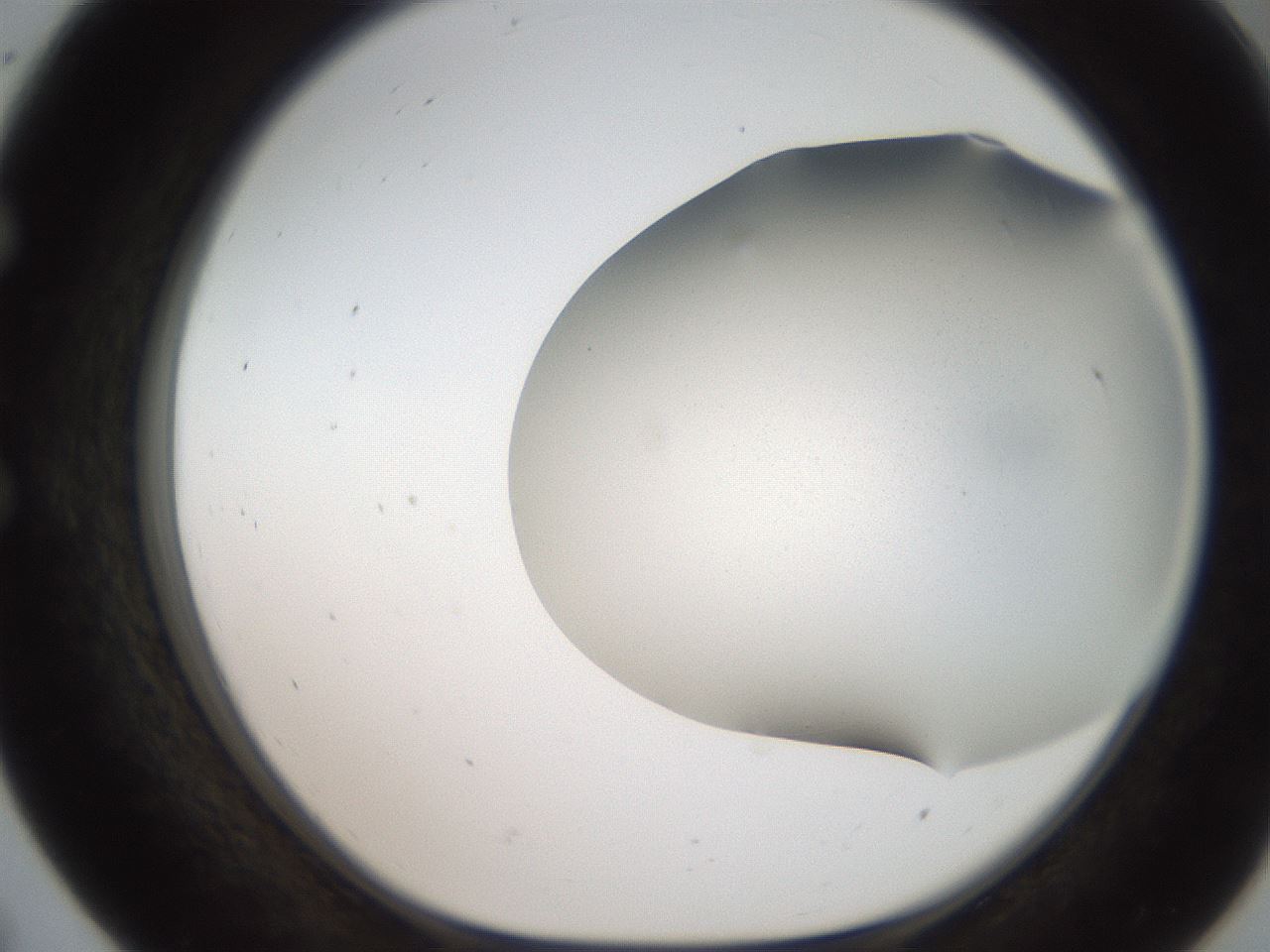 folderID242_plateID2242_batchID10224_wellNum55_profileID1_d1_r154824_ef.jpg