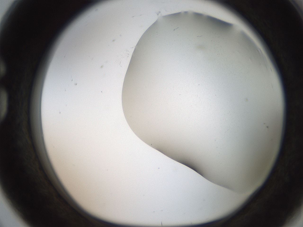 folderID242_plateID2242_batchID10224_wellNum80_profileID1_d1_r154849_ef.jpg