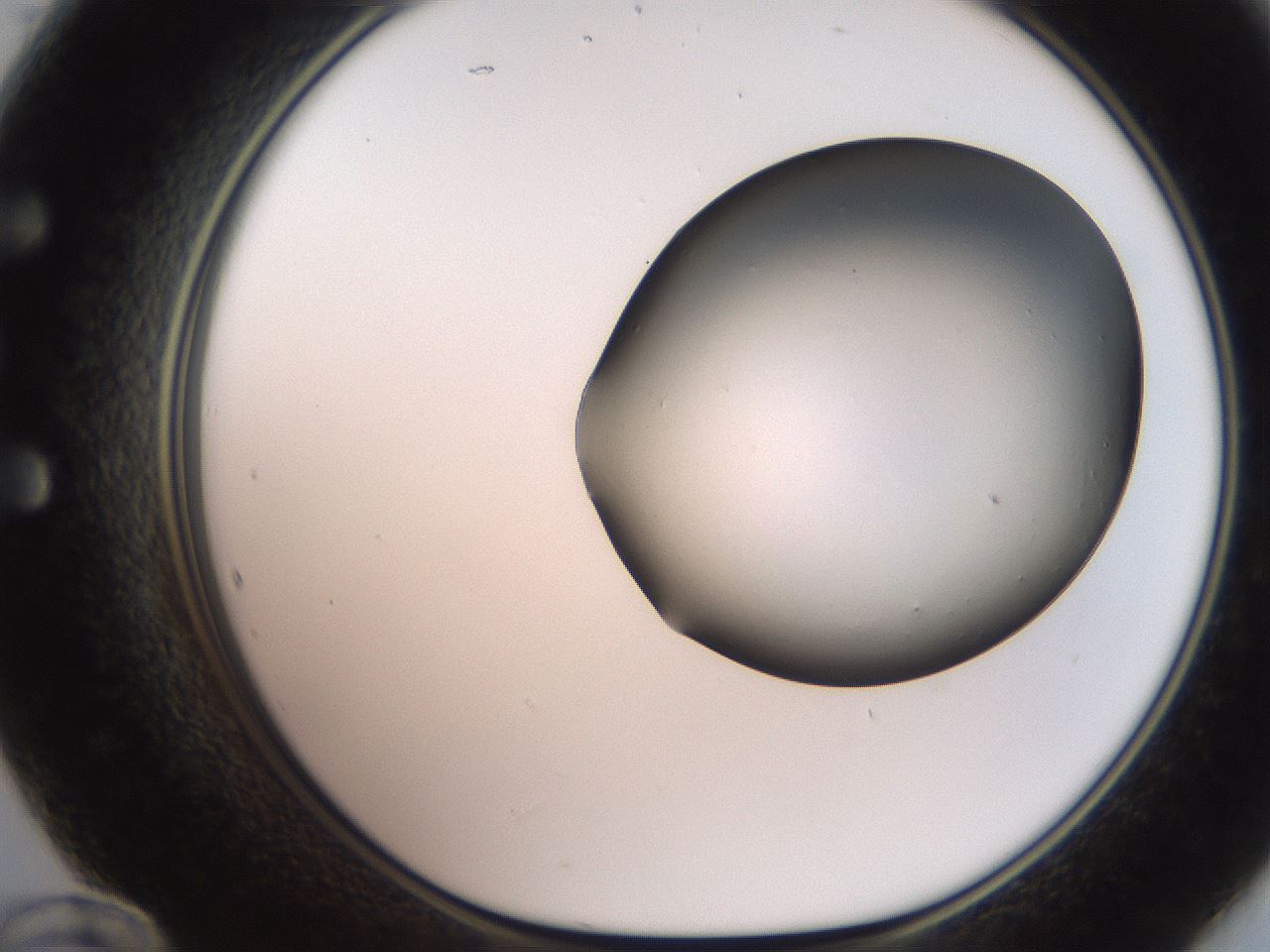 folderID246_plateID2246_batchID10265_wellNum60_profileID1_d1_r155027_ef.jpg
