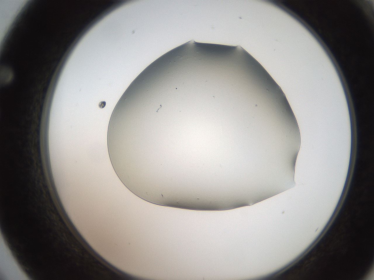 folderID246_plateID2246_batchID10265_wellNum62_profileID1_d1_r155029_ef.jpg