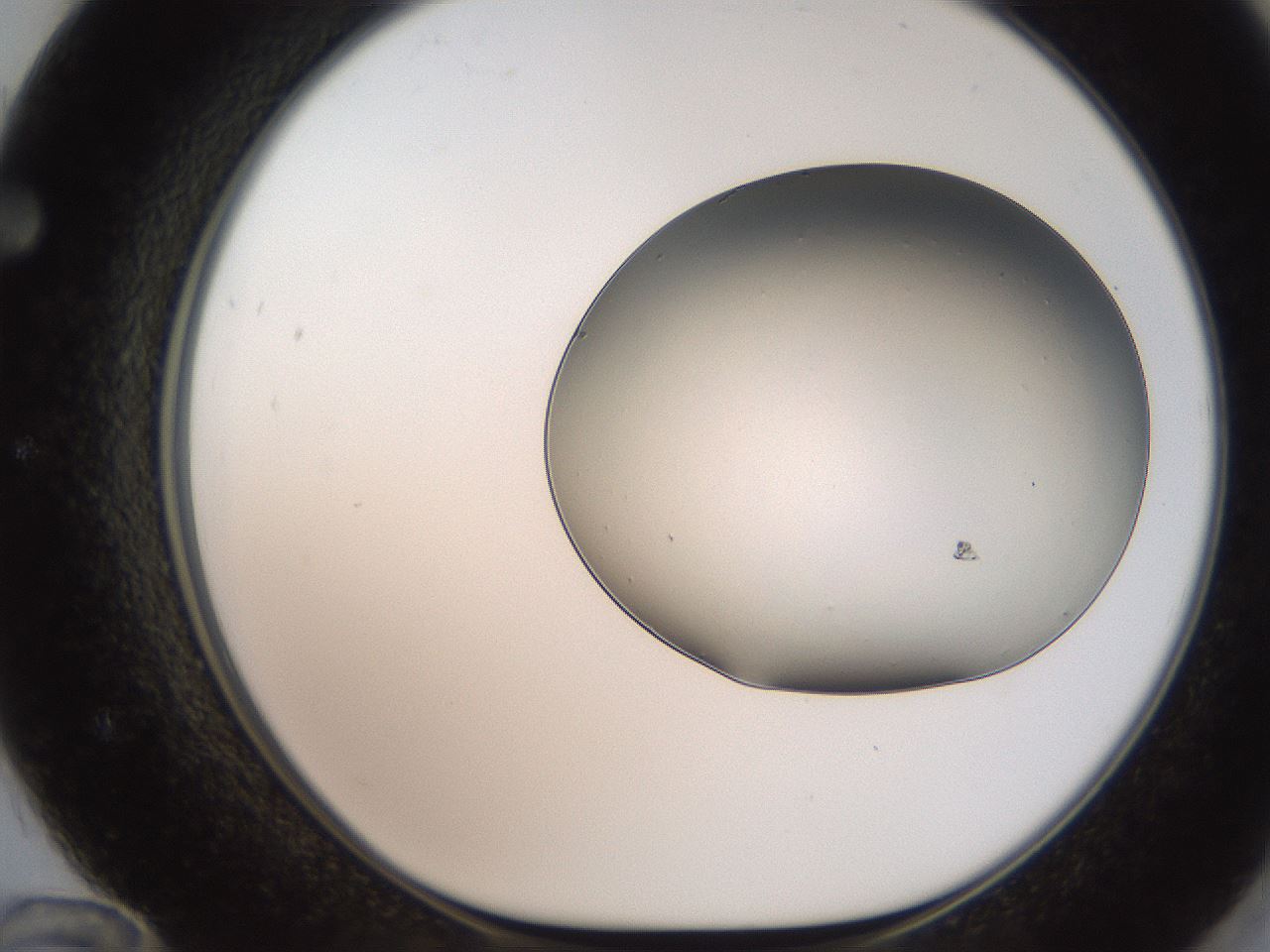 folderID246_plateID2246_batchID10265_wellNum72_profileID1_d1_r155039_ef.jpg