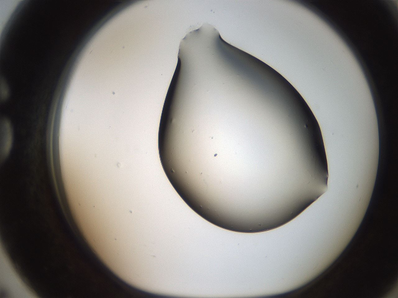 folderID246_plateID2246_batchID10265_wellNum79_profileID1_d1_r155046_ef.jpg