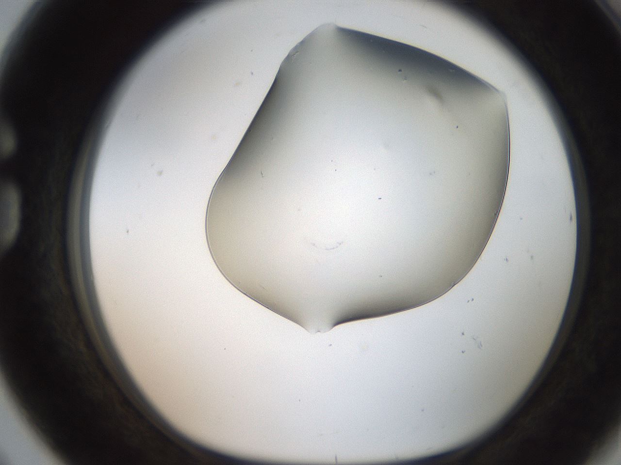 folderID246_plateID2246_batchID10265_wellNum80_profileID1_d1_r155047_ef.jpg