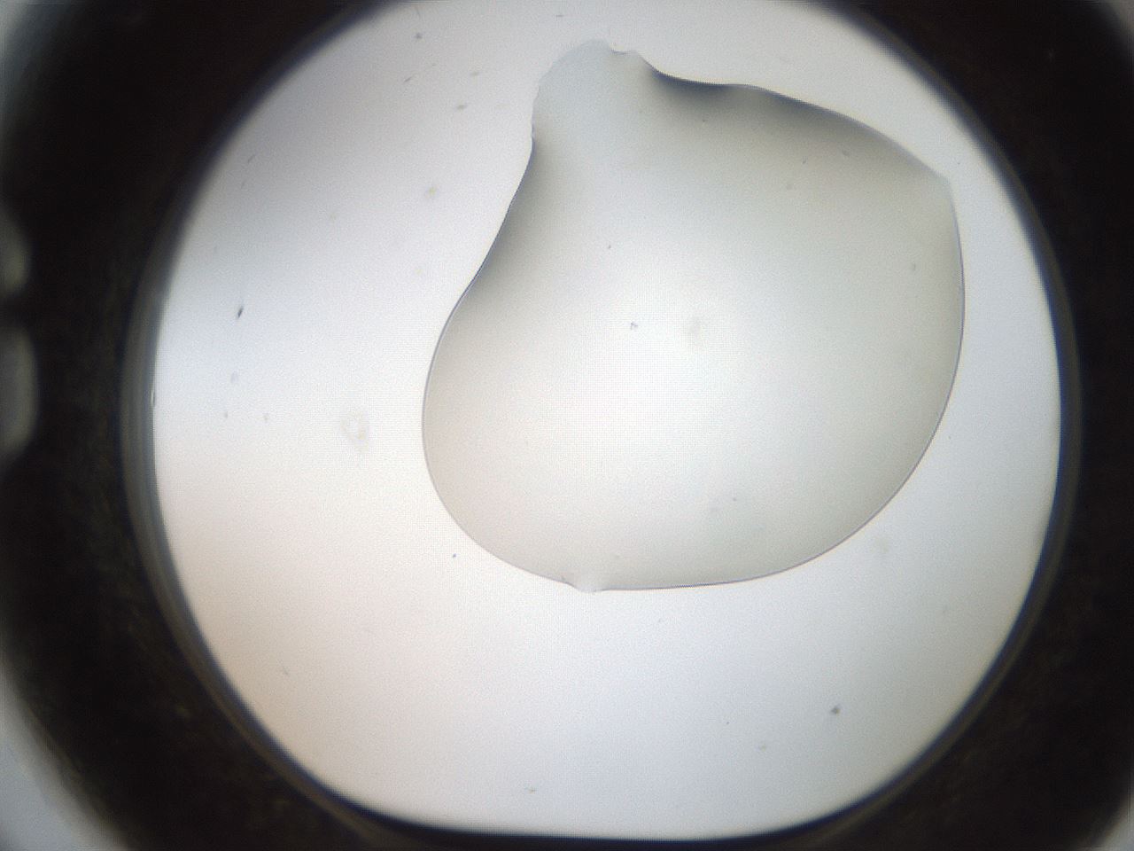 folderID246_plateID2246_batchID10265_wellNum81_profileID1_d1_r155048_ef.jpg
