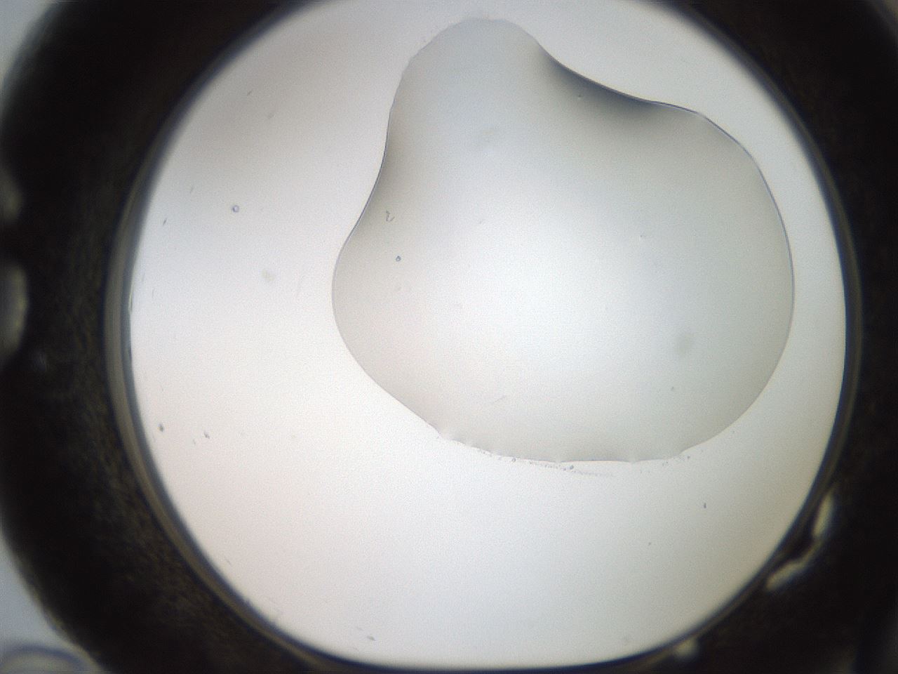 folderID246_plateID2246_batchID10265_wellNum82_profileID1_d1_r155049_ef.jpg