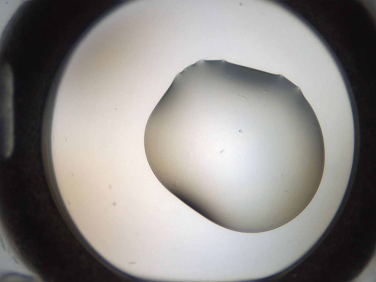 folderID246_plateID2246_batchID10265_wellNum94_profileID1_d1_r155061_ef.jpg