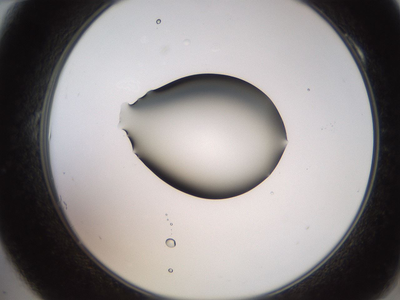 folderID247_plateID2247_batchID10277_wellNum10_profileID1_d2_r155086_ef.jpg