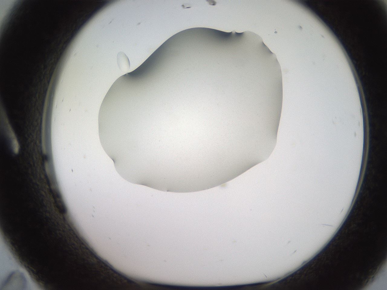 folderID247_plateID2247_batchID10277_wellNum11_profileID1_d1_r155087_ef.jpg
