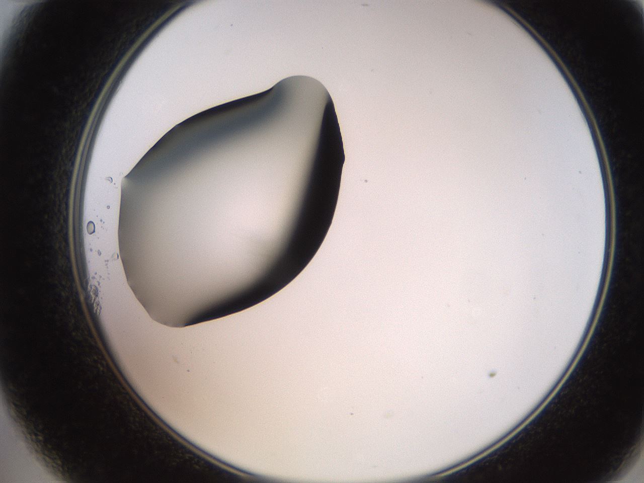folderID247_plateID2247_batchID10277_wellNum11_profileID1_d2_r155088_ef.jpg