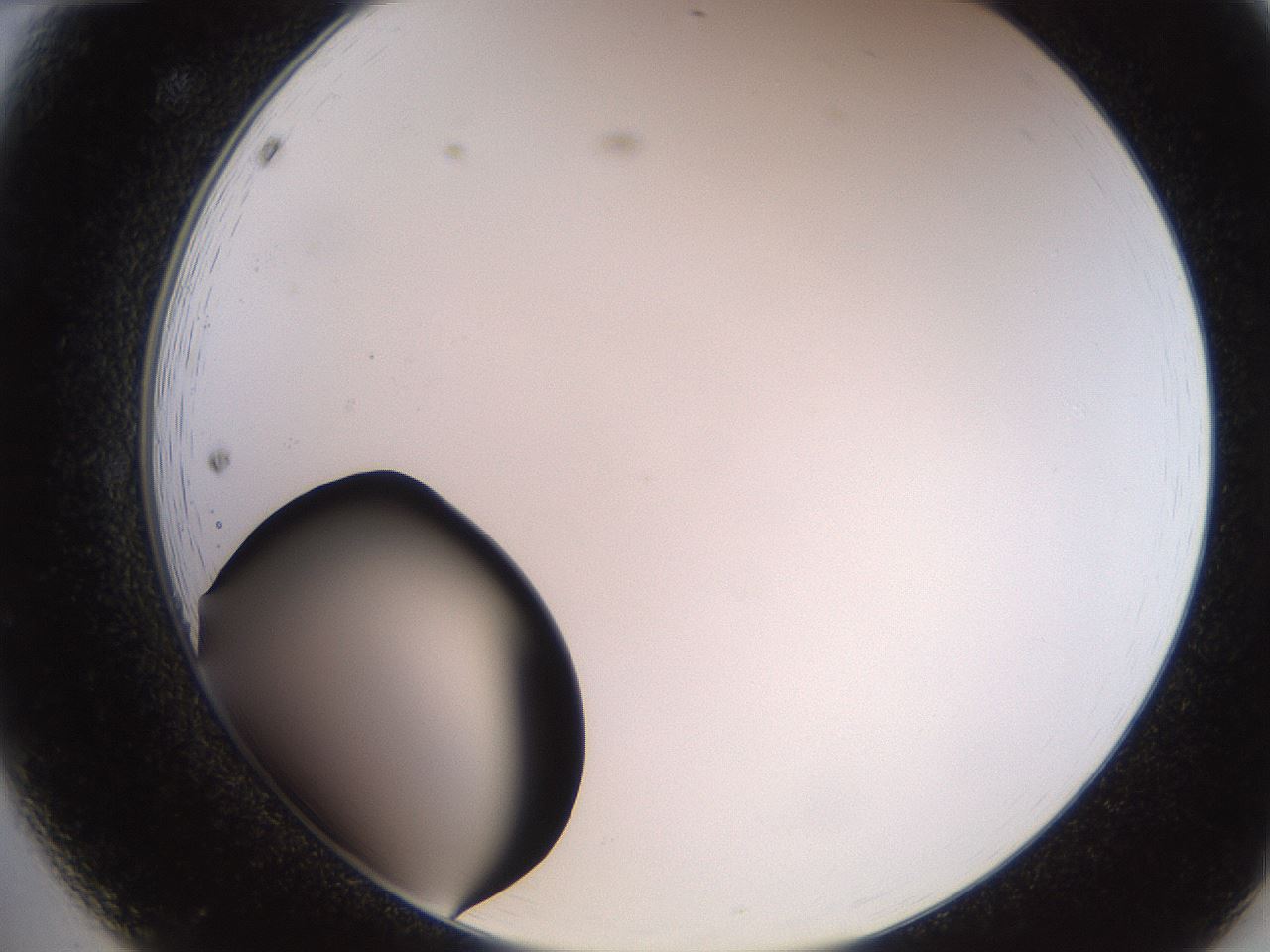 folderID247_plateID2247_batchID10277_wellNum12_profileID1_d2_r155090_ef.jpg