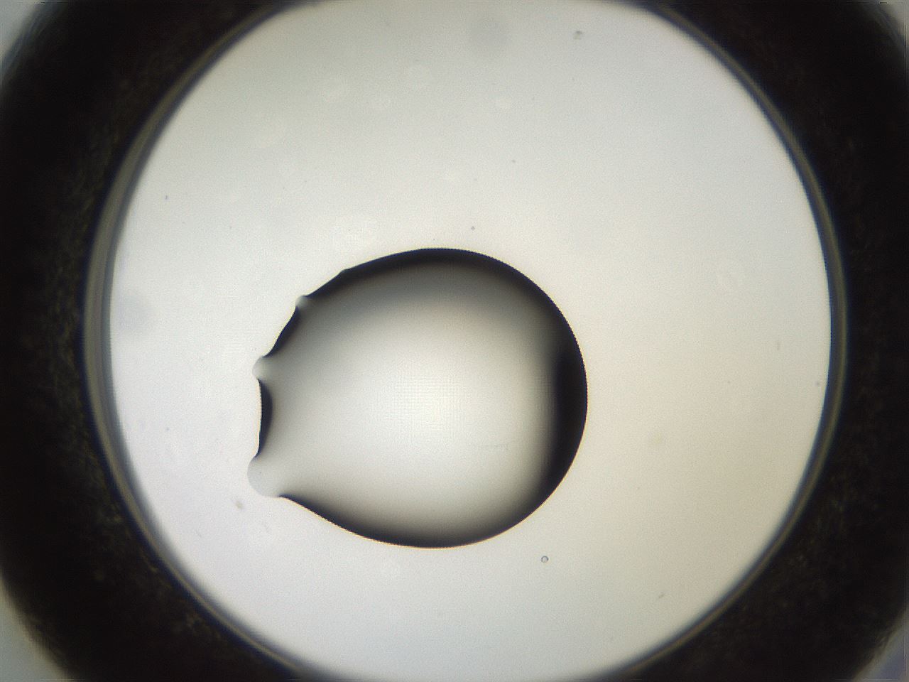 folderID247_plateID2247_batchID10277_wellNum13_profileID1_d2_r155092_ef.jpg